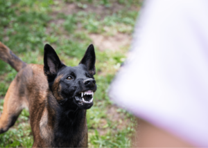 How Missouri Dog Bite Laws Protect Victims